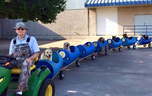 поезд для бездомных собак, собачий экспресс