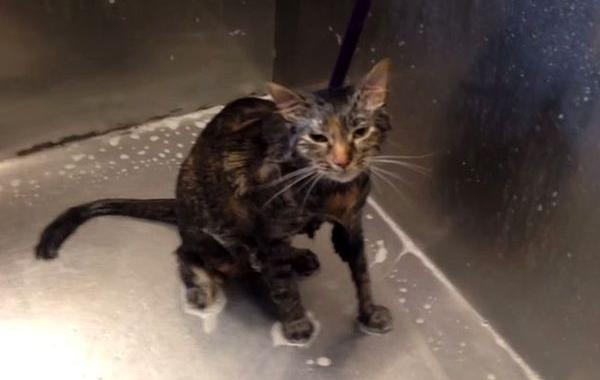 кот no more, кот сказал no more, кот сказал больше не надо, кот не хочет мыться