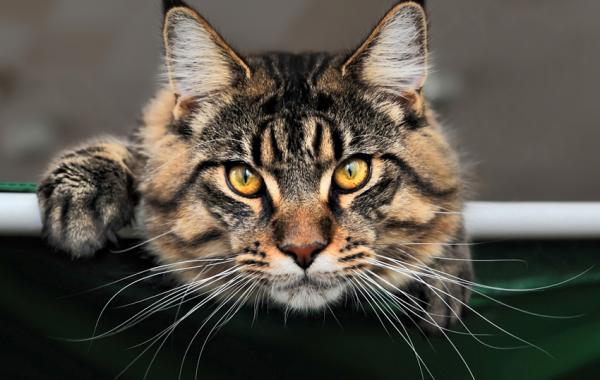 Мейн-куны - ласковые гиганты