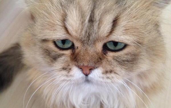 Самый грустный и печальный кот Foo-Chan