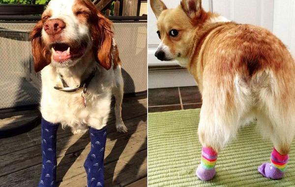 собаки в носочках, собаки в носках