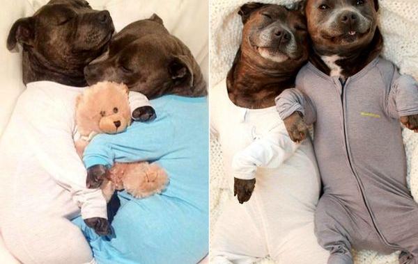 Собаки-обнимаки, милые стаффордширы, Даррен и Филипп, Blueboys dogs