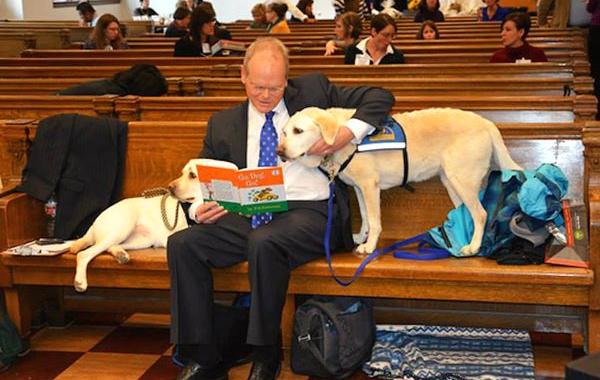 собаки в суде, Courthouse Dogs