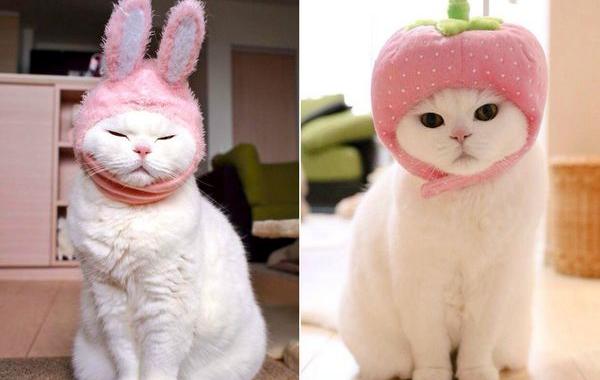 17-летняя кошка новая интернет-звезда Японии, кошка Ura 