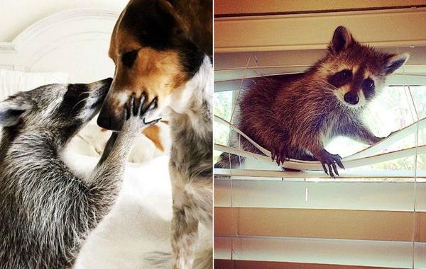 енот Тыковка, спасённый енот, енот который считает себя собакой