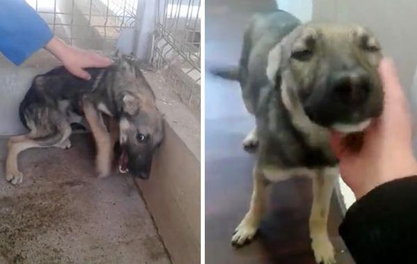 Испуганная собака была в ужасе от прикосновения человека, спасённая собака из приюта в Румынии