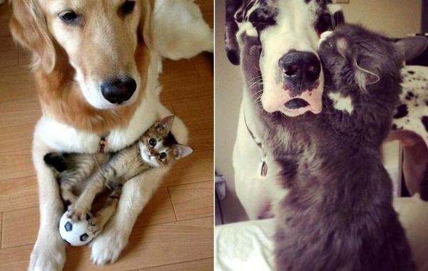 кошки и собаки друзья, кошки и собаки дружат