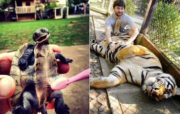 животные которым чешут животики, собаке чешут пузико