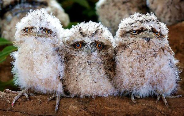 Лягушкорот, птица с большим ртом, смешные птицы