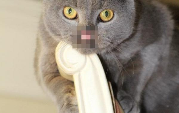 lazarus cat cleft palate, «Вампирский» кот с волчьей пастью 