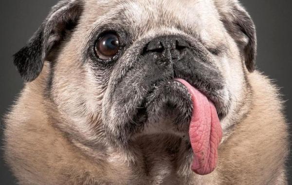 Фотограф Пит Торн, Pete Thorne, Old Faithful, старые собаки