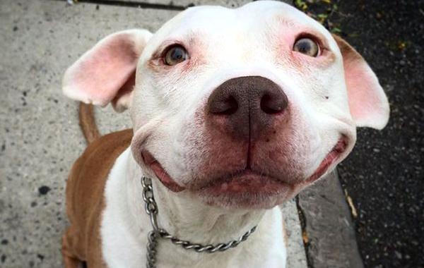 Бродячий питбуль не может перестать улыбаться, питбуль бринкс