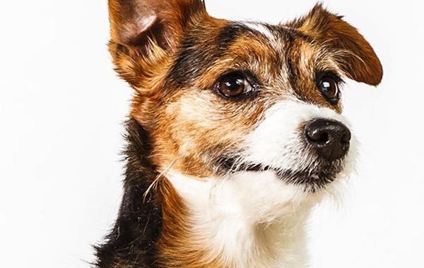 Профессиональные собачьи портреты