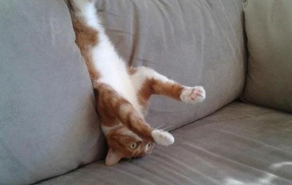 Домашние питомцы проигравшие битву с мебелью, мебель против котов и кошек