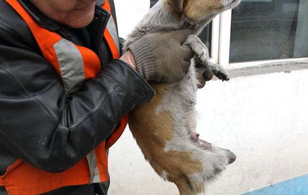 Собака без задних лап, мамы четырех щенков Ши Бао Si Bao