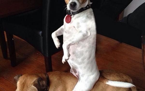 Смешные собаки, которые любят придуряться