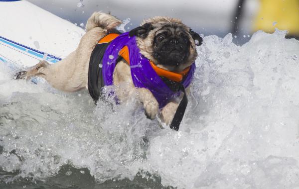Собаки сёрферы 2013, Surf Dog Surf-A-Thon