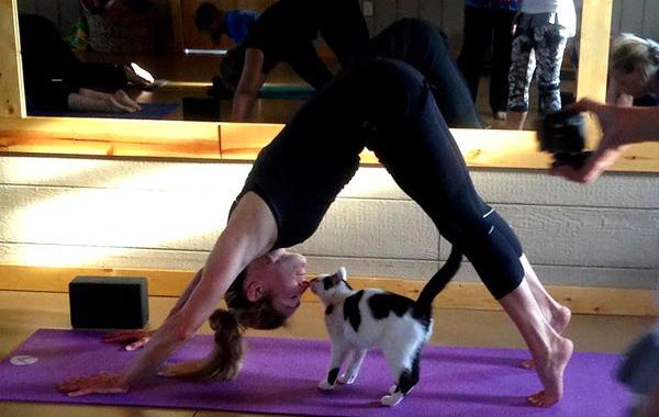 Йога с котами, Cats Yoga, студия йоги помогает бездомным кошкам найти новый дом