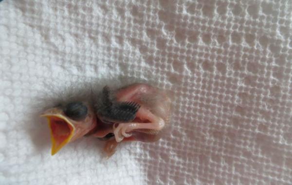 Два брата спасли и вырастили найденного новорожденного птенца