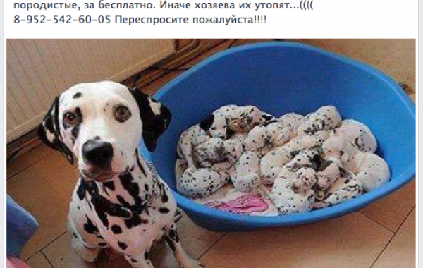 10 простых способов отличить обман в интернете от просьбы о помощи