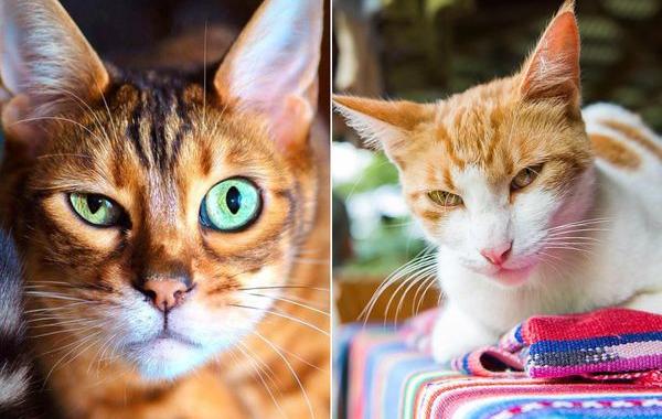 эмоции котов, эмоциональные коты, Эндрю Маттила, Andrew Marttila