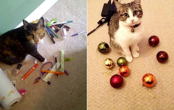 коты воришки, коты и их сокровища, коты воруют