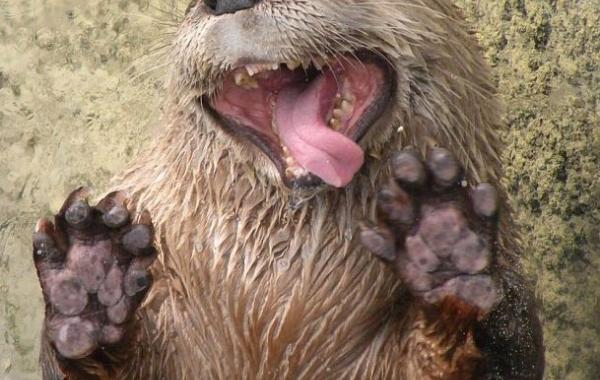 животные показывают язык, животные с высунутым языком