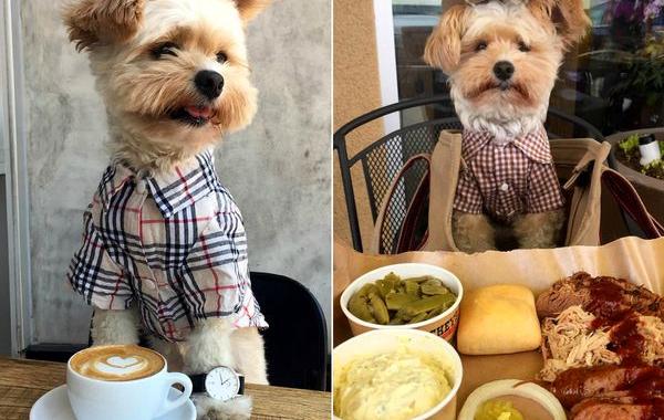 Попай собака, у собаки есть собственный инстаграм еды