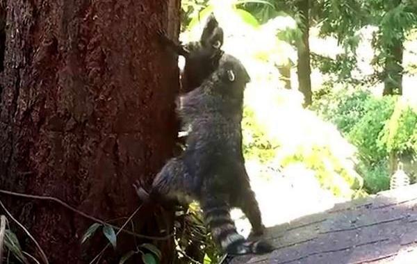 мама учит енота лазить по деревьям, мама учит енотика лазить по деревьям, енотиха учит енота лазить по деревьям