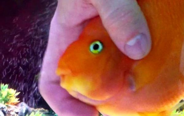 рыбка любит когда её чешут, рыбка в прошлой жизни собака, рыбка чешут живот