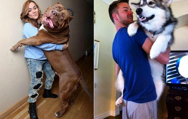 большие собаки, гигантские собаки, огромные собаки