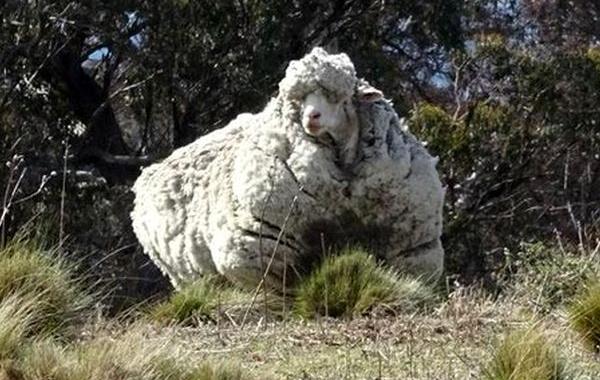 овцу не стригли 5 лет, Пуленепробиваемая овца, овца шерсть не стригли 5 лет