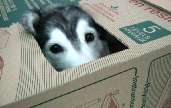 Смешной хаски, воспитанный кошками