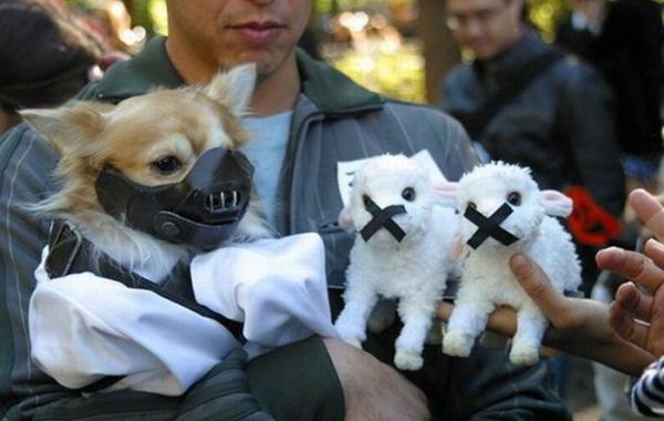 Выставка собак в костюмах известных киногероев