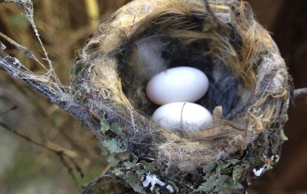 Необычные пернатые соседи, найденные на заднем дворе
