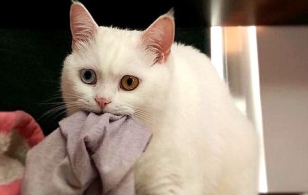 вопросы своим кошкам, задать вопросы кошкам, хозяева задают вопросы своим кошкам, владельцы вопросы своим котам