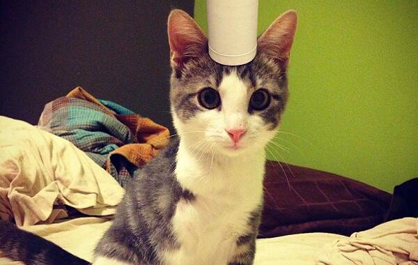 Трехлапый котенок Максвелл и шляпы