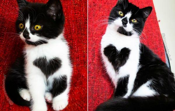 кошка с сердцем на груди, кошка Зои, Zoë Cat