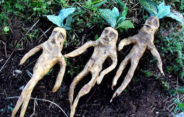 cредневековые способы лечения, методы лечения древности