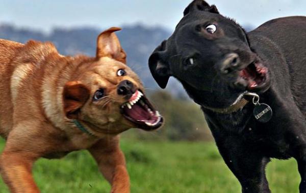 Поймай кадр, в нужный момент