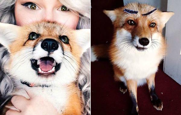 Juniper домашняя лисица, домашняя лиса