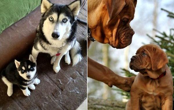 собаки и детёныши, собаки и щенки, собаки и их копии