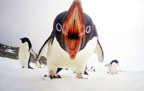 лучшие снимки National Geographic, National Geographic 2015