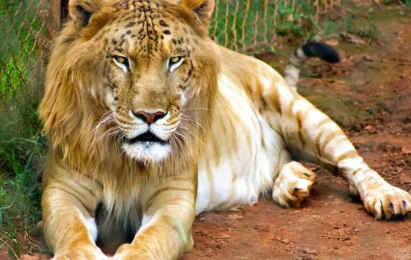 гибриды животных, необычные гибриды животных 