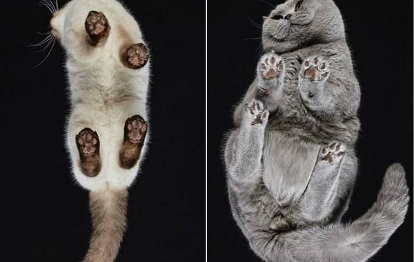 Под котами,  фотограф снимает кошек снизу вверх, Under-Cats
