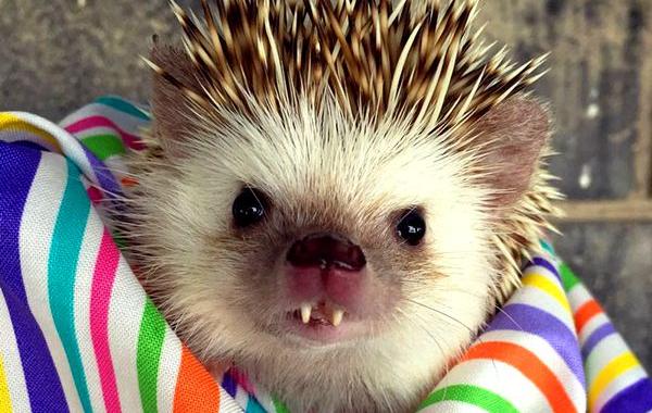 Хафф  ёж-вампир, ёжик вампир