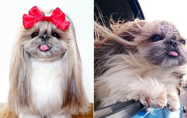 собака с красивой шерстью, собака Кума