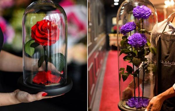 розы из «Красавицы и Чудовища», розы под колпаком, розы в колбе