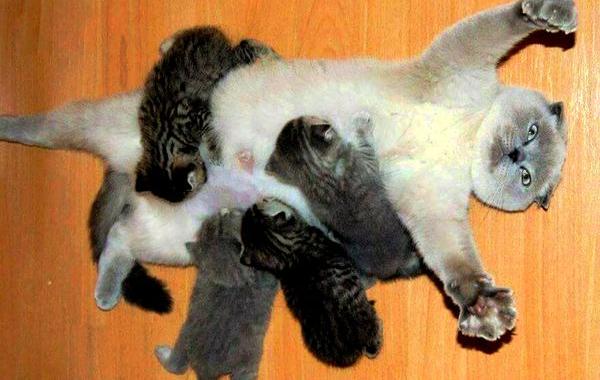 Гордые мамы-кошки, кошки со своими котятами 