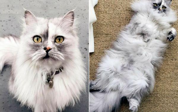 кошка алиса, кошка алиса с мраморной шерстью